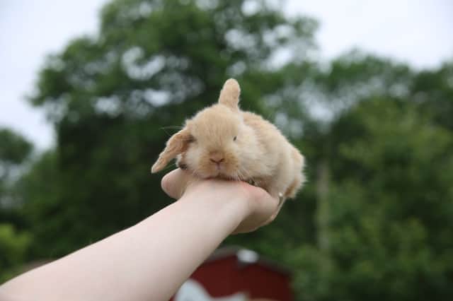 Showcase image 144