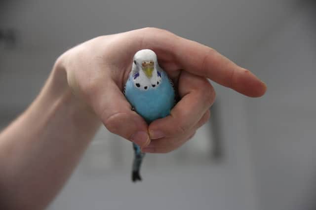 Showcase image 142